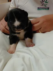 Бордер-колли - Talisman