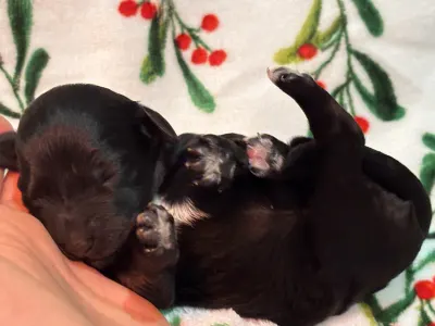 Chien d'eau portugais - Raquel