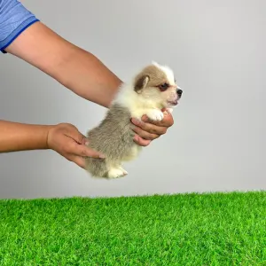 Welsh Corgi Pembroke - Senex