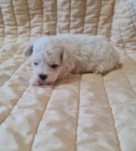 Bichon frisé - Nathan