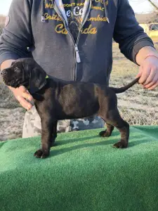 Cane Corso - Forza Di Diavolo Cesar