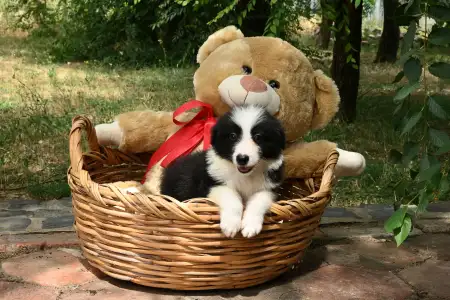 Border Collie - Dazzling Borders Brilliant Dream