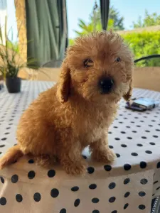 Poodle Toy - Toby