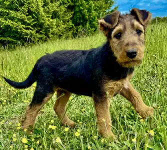 Airedale terrier - Chilli