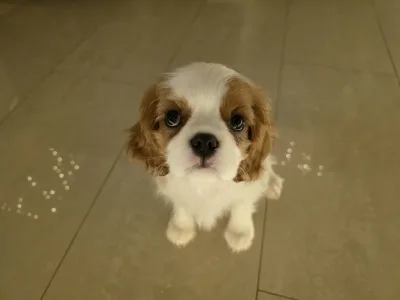 Kavalír King Charles španěl - Edward