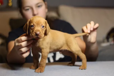Hungarian Short-haired Vizsla - Ferrari