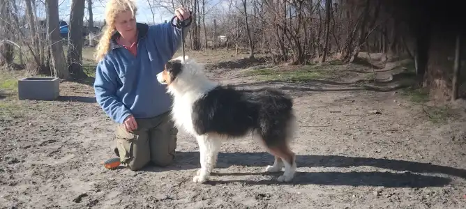 Australian Shepherd - Dailos Lions In The Wild 