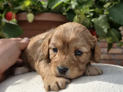Cavapoo - Eper