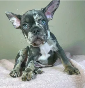 Bulldog francese - Rick