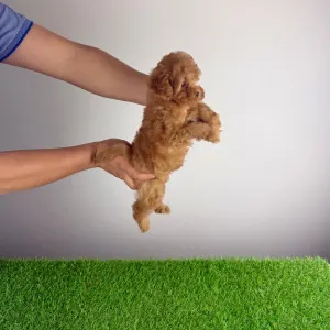 Törpe uszkár - Elise