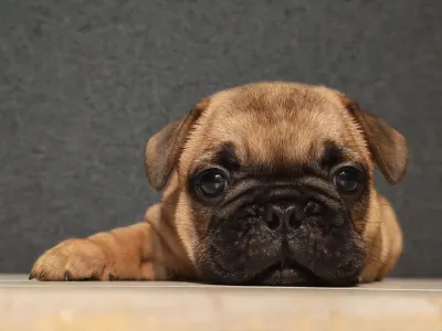 French Bulldog - E. T.