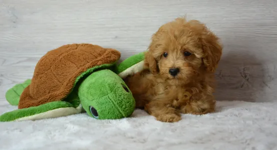 Poodle Miniature - Riven