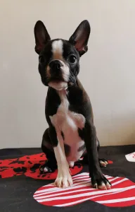 Boston Terrier - Wide Wings Brownie