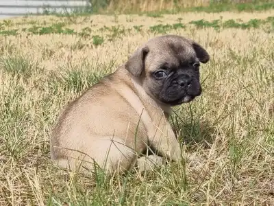 Französische Bulldogge - Harley