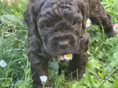 Lagotto Romagnolo - Aliszia