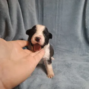 Border Collie - Dazzling Borders
