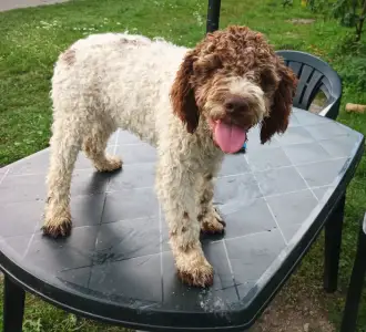 Wasserhund der Romagna - Aisha