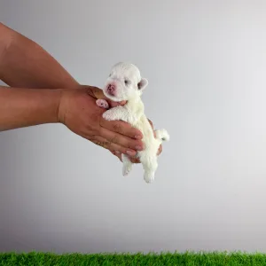 West Highland White Terrier - Jogi