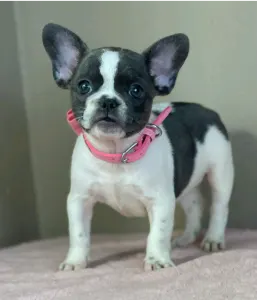 Francia bulldog - Melissa