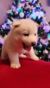 Siberian Husky - Nefrit Of Polar Moonlights