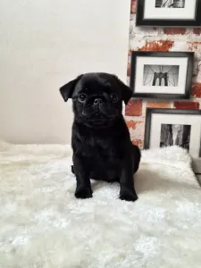 Pug - Quirky Queen