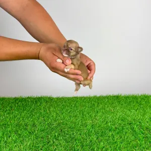Chihuahua - Kamill