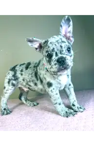 Francia bulldog - Astor 