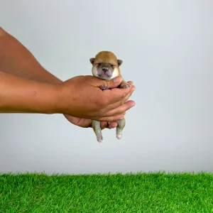 Shiba - Shin
