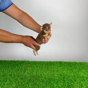 Chihuahua - Gaby