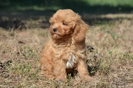 Cavapoo - Rafi( Toy Size)