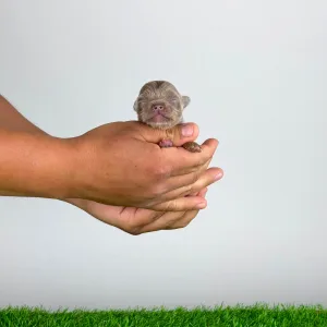 Chihuahua - Henky