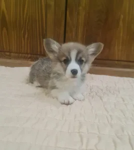 Welsh Corgi Pembroke - Darios