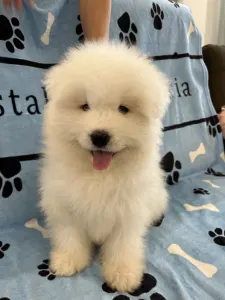 Samojede - Amadeus Snowcrystals Of Victoria