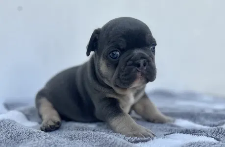 French Bulldog - Theo