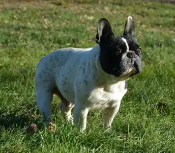 French Bulldog - Iron County Wigo