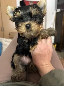 Yorkshire Terrier - Helga