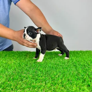Boston Terrier - Yummy