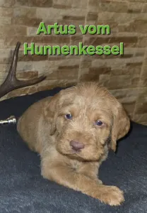 Hungarian Wire-haired Vizsla - Artus Vom Hunnenkessel