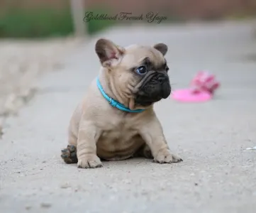 Francia bulldog - Yago