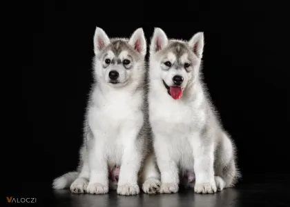 Szibériai husky - Saint Michael Island Break The Rules