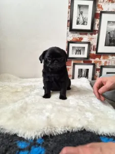 Pug - Queen Bee