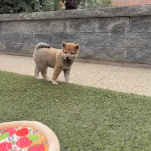 Shiba - Bravados Iria