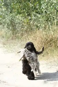 English Cocker Spaniel - La Scale Kennel