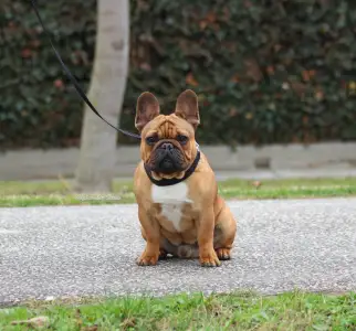 French Bulldog - Hajósbulldy Simon