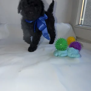 Той-пудель - Rafael Royal Legend Of The Kanis