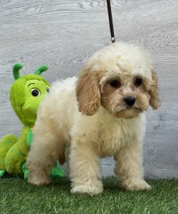 Cavapoo - Ella ( Toy Size )