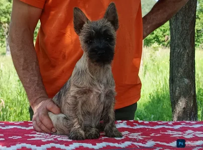 Cairn Terrier - Gilia
