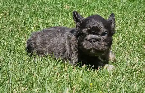 French Bulldog - French Bulldog Boys Puppy Availabe