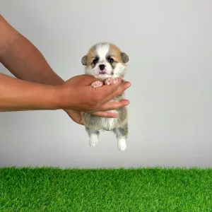 Welsh Corgi Pembroke - Apoll