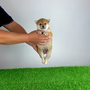 Shiba Inu - Vana